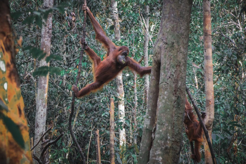 Orangutan climbing tree in Camp Leakey jungle Kalimantan