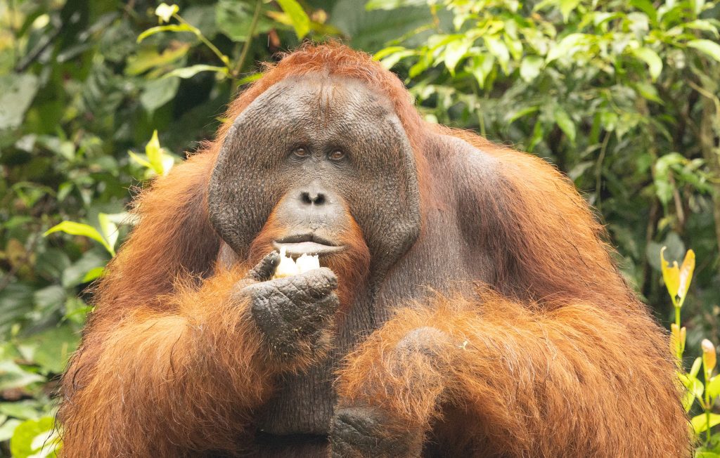 Orang Utan Tour Kalimantan