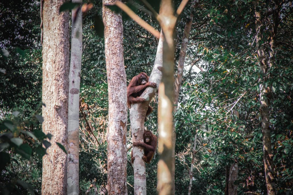Orang Utan Camp Leakey