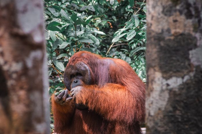Orangutan Tour: 4 Days 3 Nights in the Pristine Jungles of Borneo