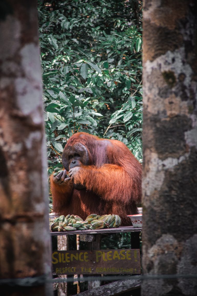 Orangutan Tour Borneo