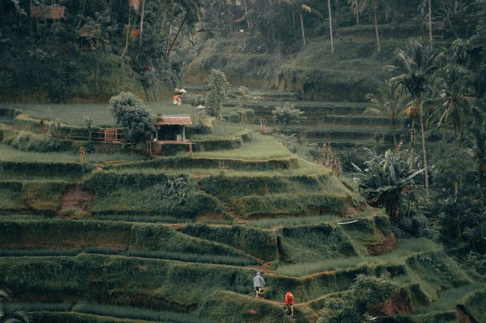 Tegalalang Rice Terrace