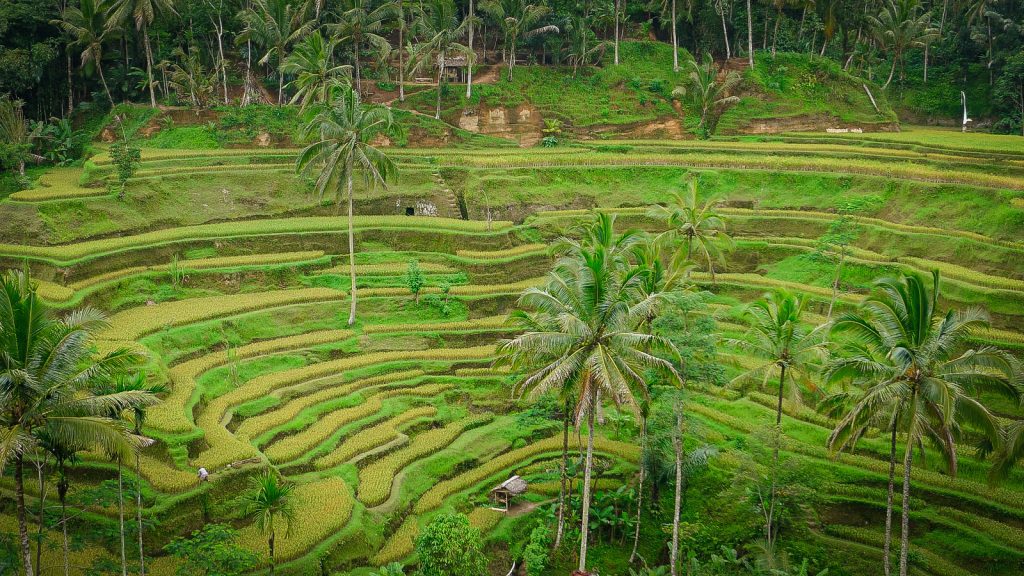 Sawah Ubud Atv Tour