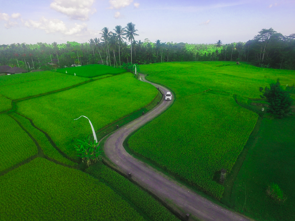 Ubud Rice Fields