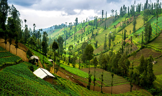 Ngadas Village Bromo