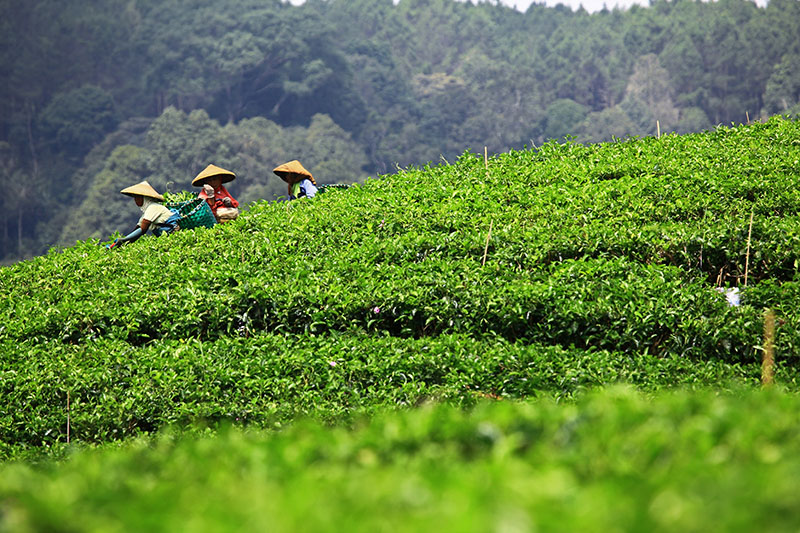 Puncak Tea Plantation Bandung
