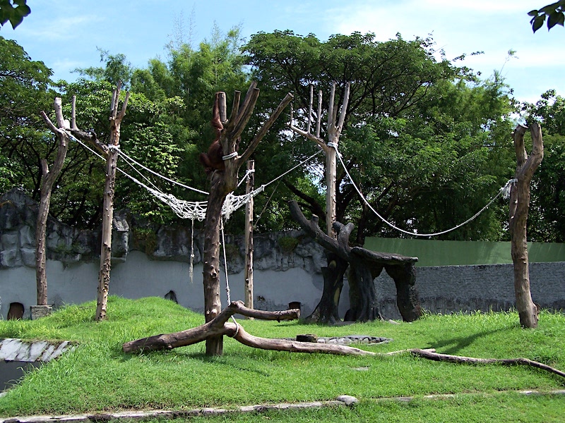 Surabaya Zoo City Guide