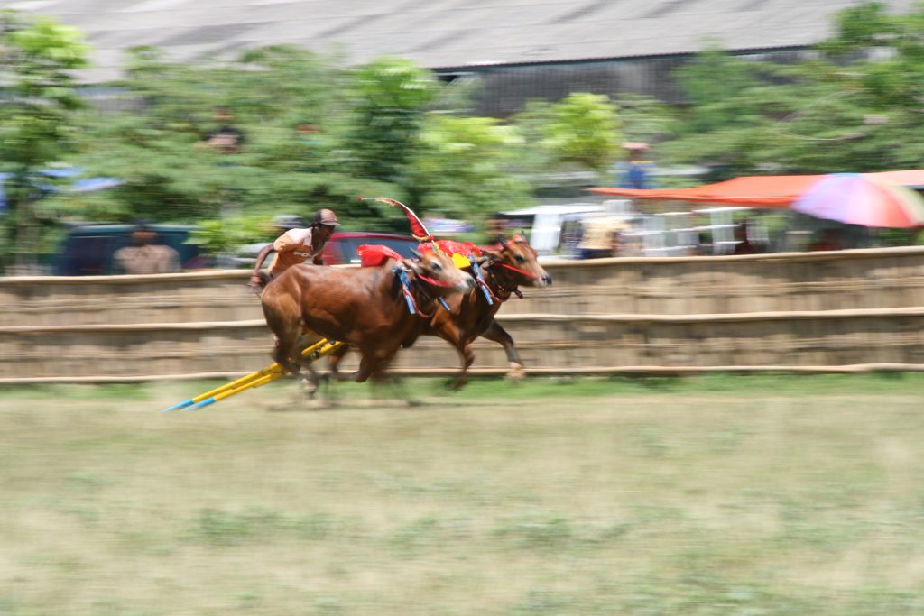 Bull Race Sampang Madura