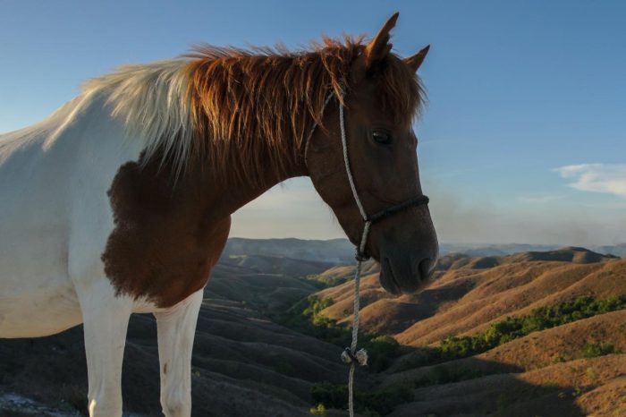 5 Day Sumba Photography Tour