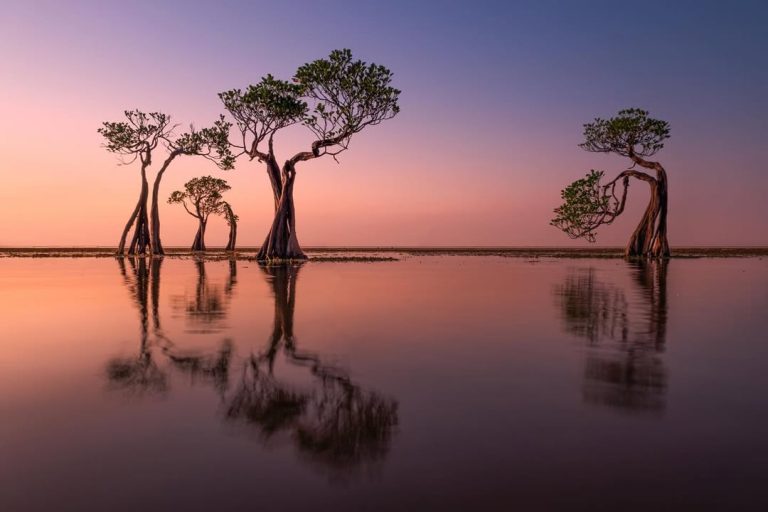 Dancing mangrove trees at Walakiri Beach during sunset in Sumba