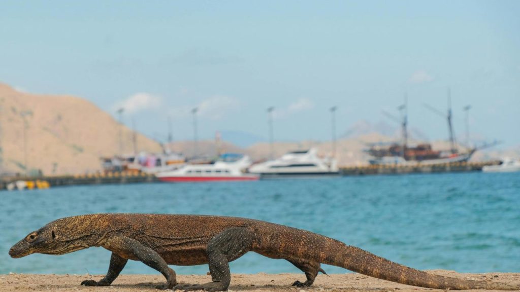 Komodo Dragon