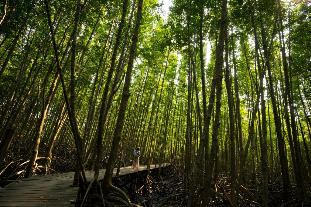 Bali Eco Tour