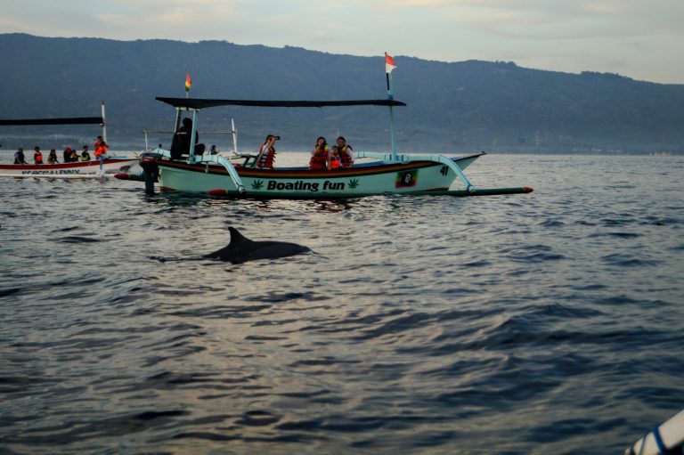 Dolphin Tour