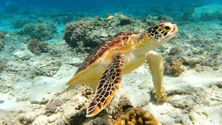 Snorkeling Gili