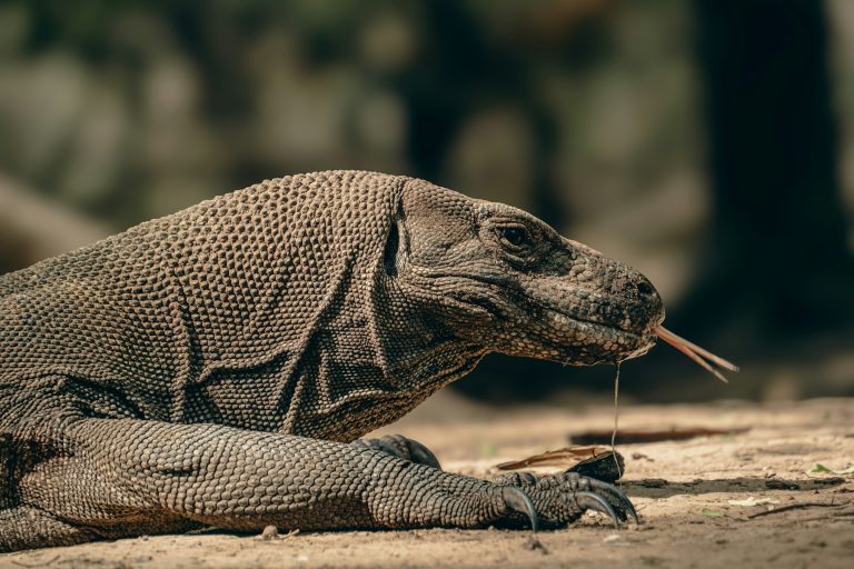 Wild Komodo dragon walking across dry savannah terrain on Komodo Island Indonesia