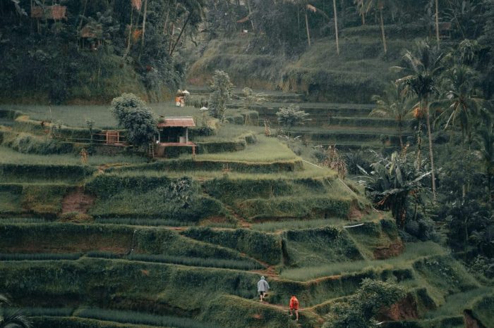 Bali Terrace Rice Field