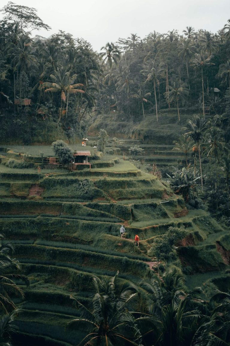 Bali Terrace Rice Field