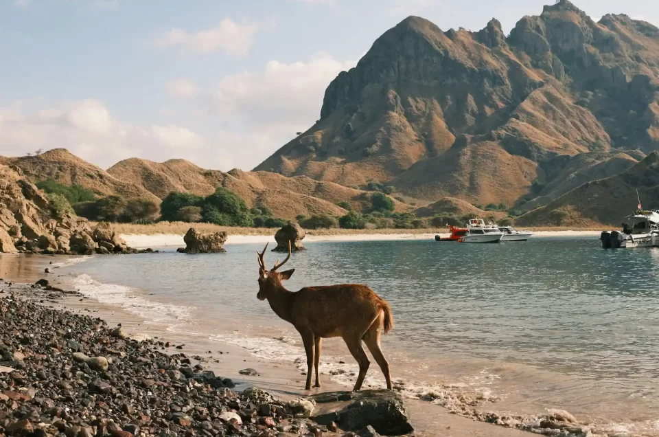 ravel Guide to Komodo National Park