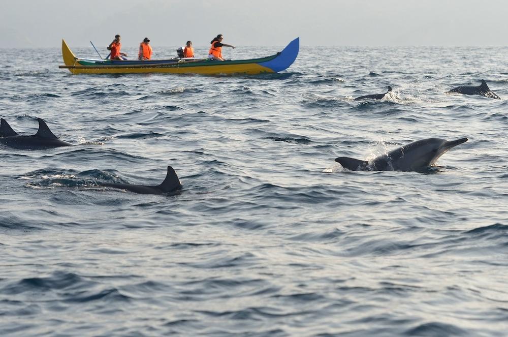 Dolphin Kiluan