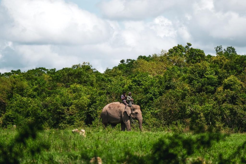 Gajah Sumatra Way Kambas