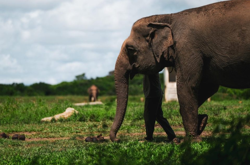 Elephant Sumatra Lampung