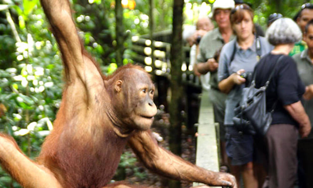 Orangutan Trip