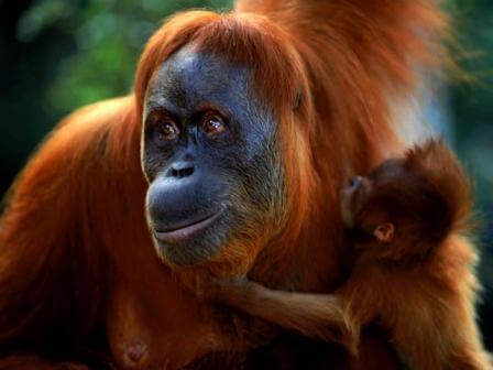 Orangutan Tour