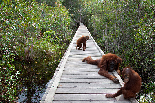 Orangutan. Tanjung Puting National Park, Central Kalimantan, Ind